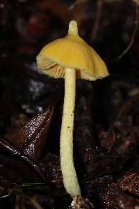 Entoloma murrayi image