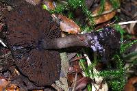 Cortinarius violaceus image