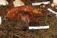 Boletus michoacanus image