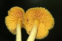 Entoloma murrayi image