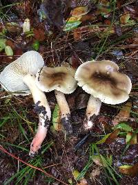 Tricholoma saponaceum image