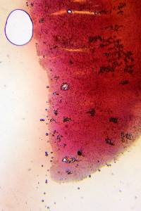 Dermocybe marylandensis image