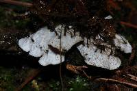 Peltigera neopolydactyla image