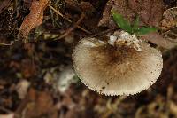 Amanita arocheae image