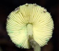 Lepiota trichroma image