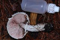 Agaricus subrutilescens image