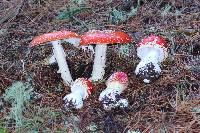 Amanita muscaria subsp. flavivolvata image