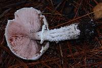 Agaricus subrutilescens image