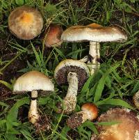 Psilocybe cubensis image