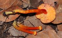 Hygrocybe miniata image