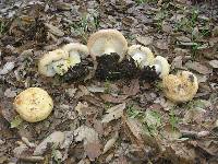 Lactarius alnicola image