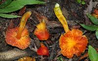 Hygrocybe aurantiosplendens image