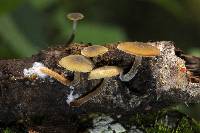 Simocybe centunculus var. centunculus image