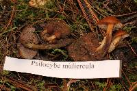 Psilocybe muliercula image