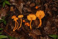 Cantharellus minor image