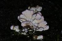 Trichaptum biforme image