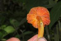 Hygrocybe aurantiosplendens image