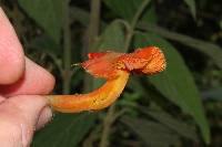 Hygrocybe aurantiosplendens image