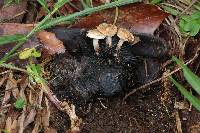 Asterophora lycoperdoides image