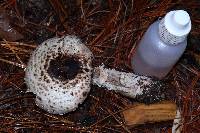 Agaricus subrutilescens image