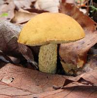 Leccinum rugosiceps image