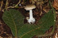 Amanita arocheae image