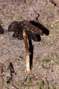 Psilocybe muliercula image