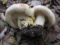 Lactarius alnicola image