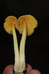 Entoloma murrayi image