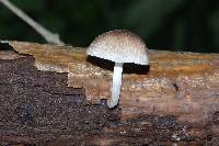 Pluteus longistriatus image