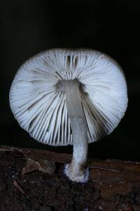 Pluteus longistriatus image