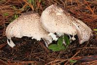 Agaricus subrutilescens image