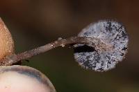 Craterellus cornucopioides image