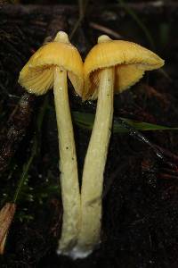 Entoloma murrayi image