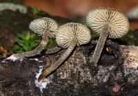 Simocybe centunculus var. centunculus image