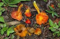 Hygrocybe aurantiosplendens image