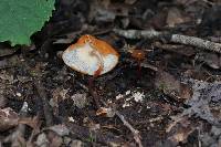 Marasmius cladophyllus image