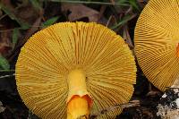 Amanita jacksonii image