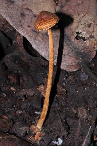 Lepiota castanea image