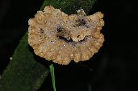 Cymatoderma caperatum image