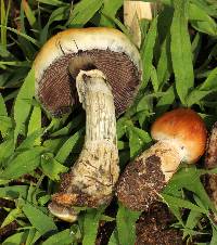 Psilocybe cubensis image