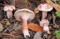 Hygrophorus erubescens image