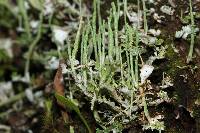 Cladonia ochrochlora image