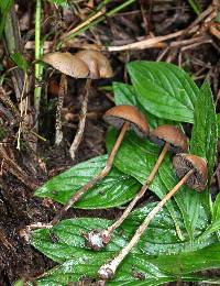 Psilocybe subtropicalis image