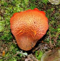 Phylloporus aurantiacus image