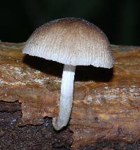 Pluteus longistriatus image