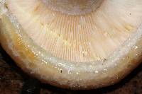 Lactarius maculatipes image