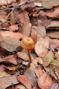 Laccaria nobilis image