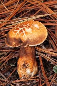 Gyroporus castaneus image