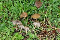 Psilocybe caerulescens image